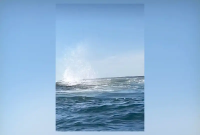 Remadores resgatam baleia presa a cabo de boia em Niterói; vídeo viraliza