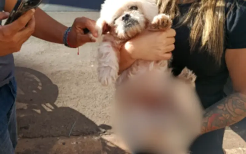 Resgate de cachorro idoso em Ribeirão Preto gera impasse entre protetores e polícia