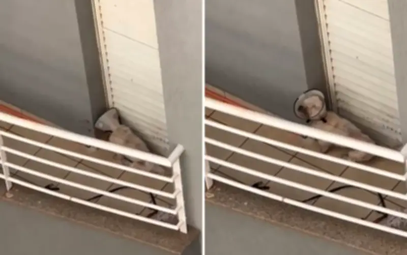 Resgate de cachorro por maus-tratos gera impasse entre protetores e polícia em Ribeirão Preto