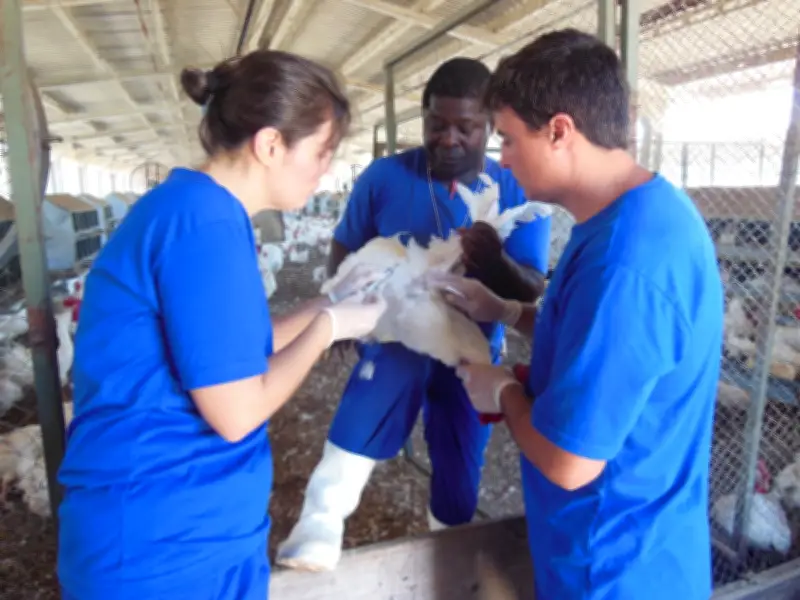 RJ promove treinamento em emergência sanitária avícola em Teresópolis
