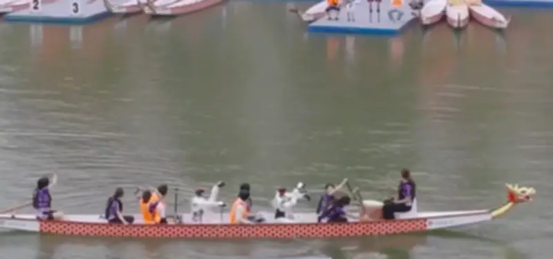 Robôs humanoides participam de corrida de barco-dragão na China