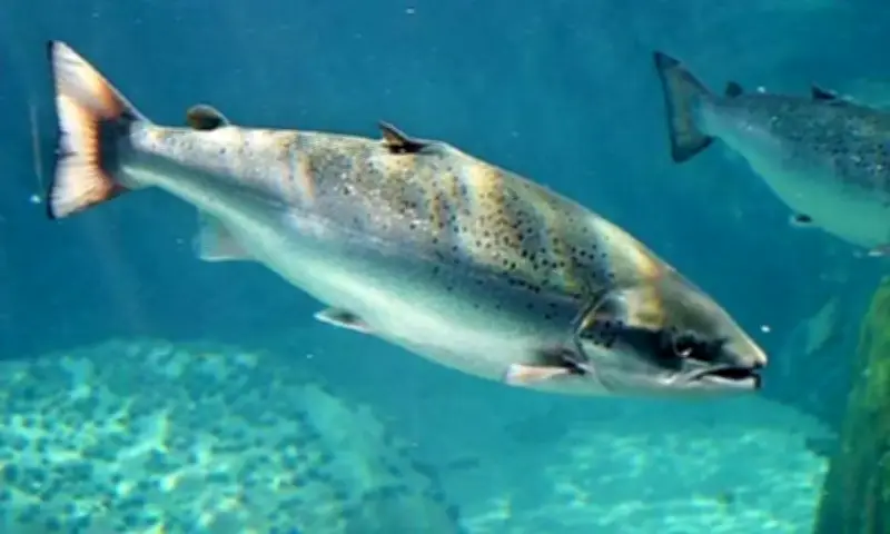 Salmão-do-Atlântico: a épica jornada de 8 mil km do Rio Reno ao oceano