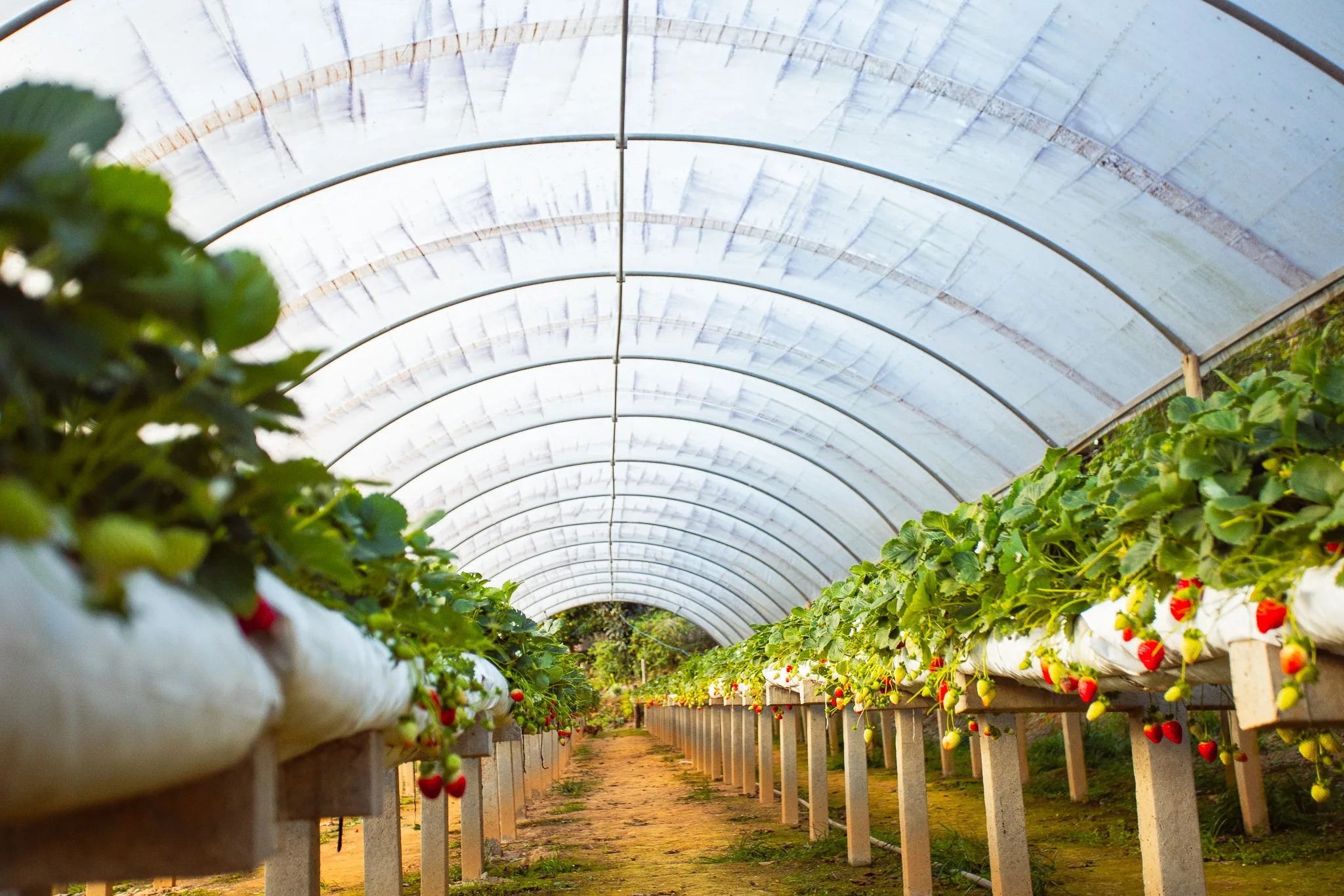 São José dos Pinhais distribui mais de 1,5 milhão de mudas de morango com subsídio