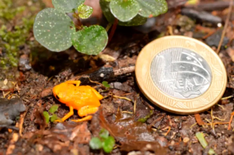 Sapinho-pingo-de-ouro: surdo e de 1 cm é monitorado no ES