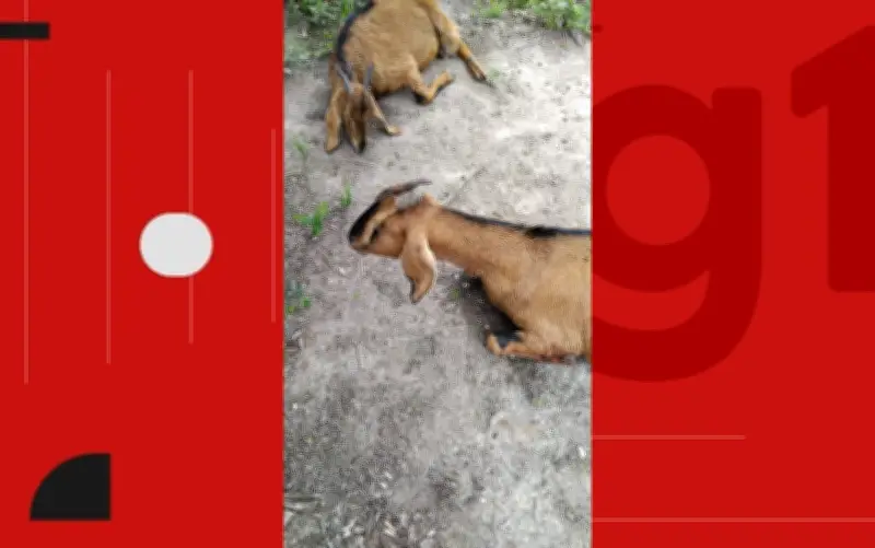Seis cabras prenhas morrem após ataque de cães em Serrinha