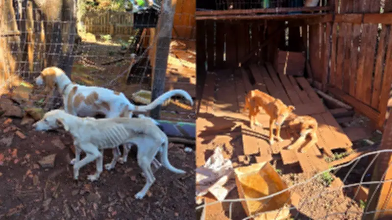 Seis cães resgatados em situação de maus-tratos em Francisco Beltrão
