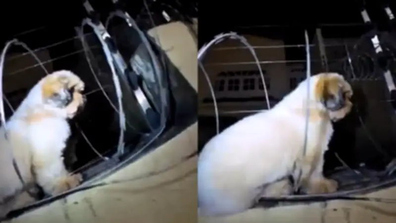 Shih Tzu é resgatado após ficar preso em cerca elétrica no Ceará