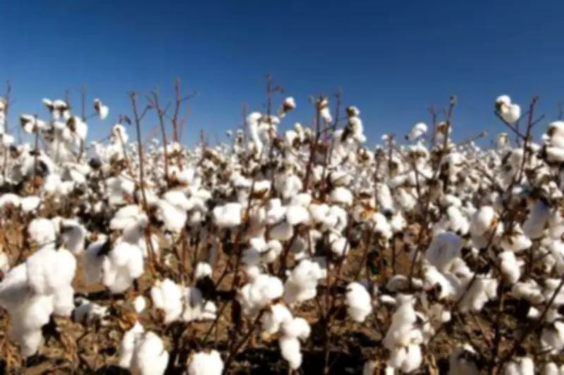 SLC Agrícola adquire Bloco Mato Grosso do Grupo Radar por R$ 1,85 bi