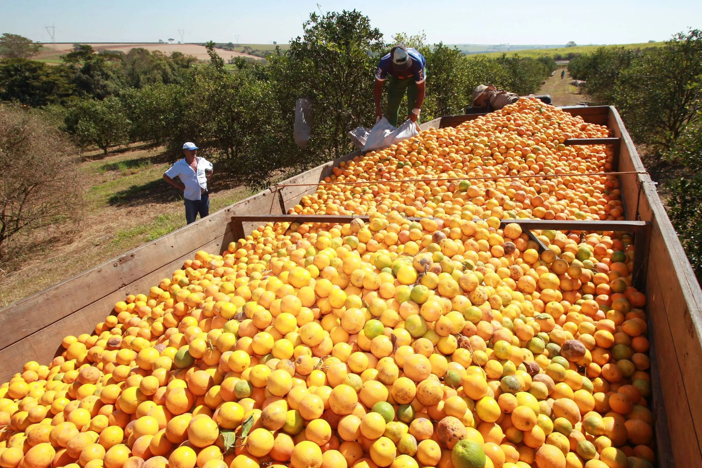 Brasil bate recorde de exportação de suco de laranja na safra 2017/18