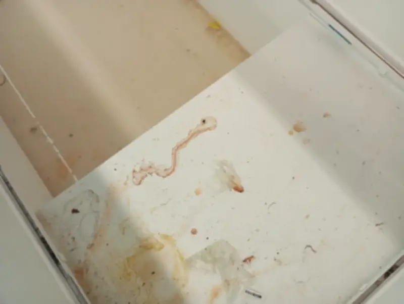 Supermercado em Cabo Frio é notificado por sujeira em freezers e abertura no teto