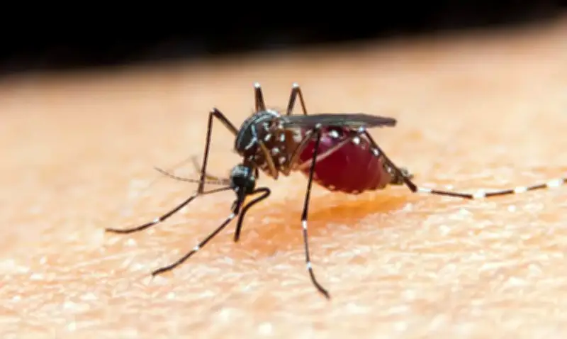 Suspeita de ebola no Rio: paciente testa positivo para malária