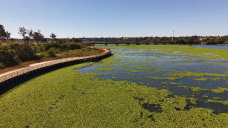 Tapete verde de plantas aquáticas toma conta do Lago Paranoá em Brasília