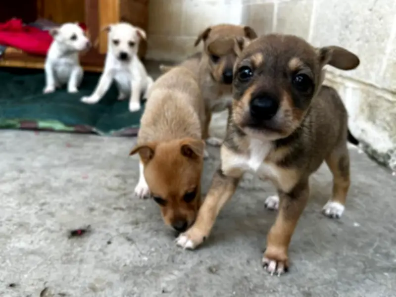 Taubaté lança Portal TaubaPet para adoção de cães e gatos