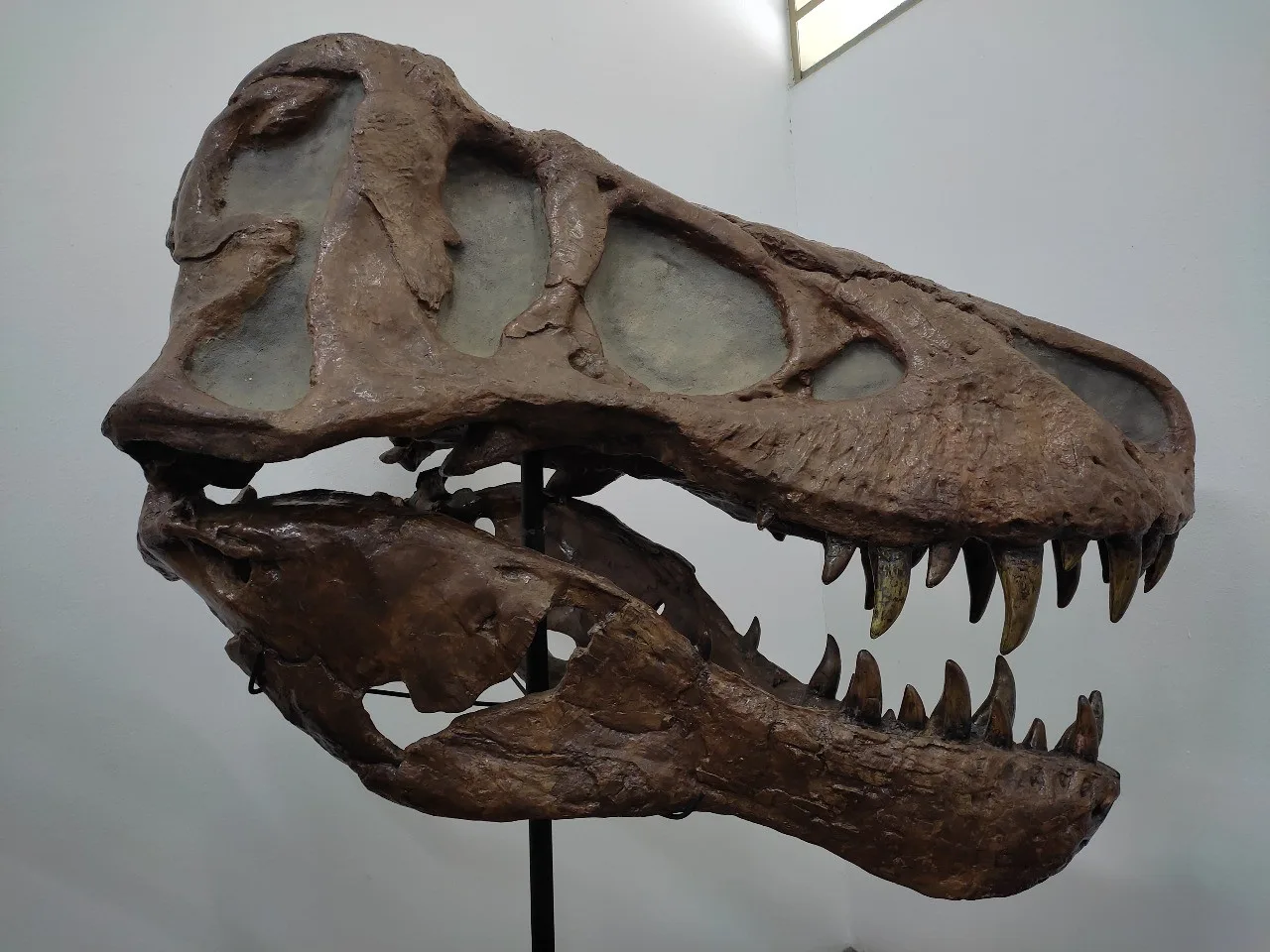 Museu de Taubaté revela fósseis de aves gigantes e dinossauros do passado