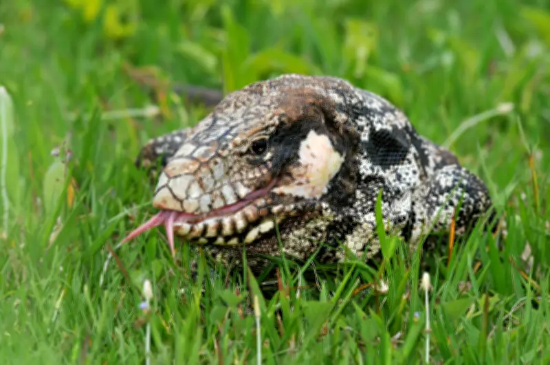 Trabalhador perde parte do dedo ao dar água a lagarto teiú