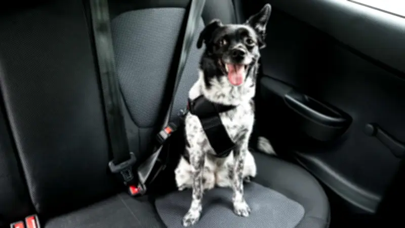 Transporte seguro de pets: regras, riscos e cuidados essenciais