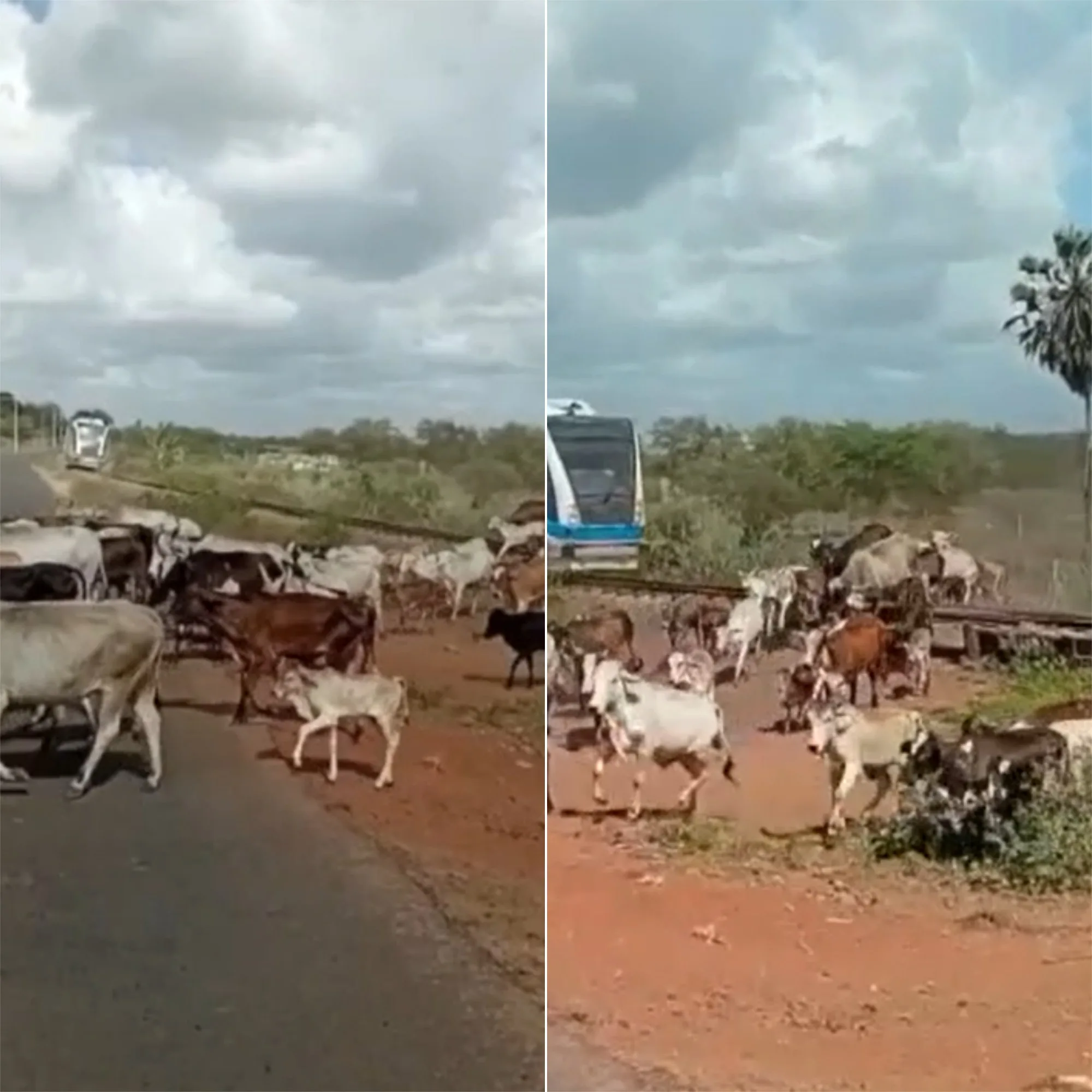 Trem atinge rebanho em linha férrea na Grande Natal