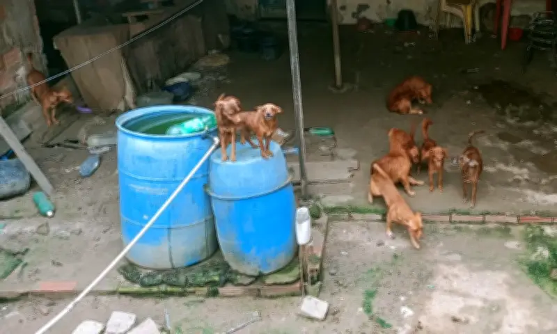 Treze cachorros resgatados em condições precárias em Feira de Santana