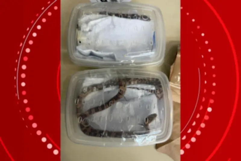 Três cobras vivas são encontradas em encomendas nos Correios de Cambé