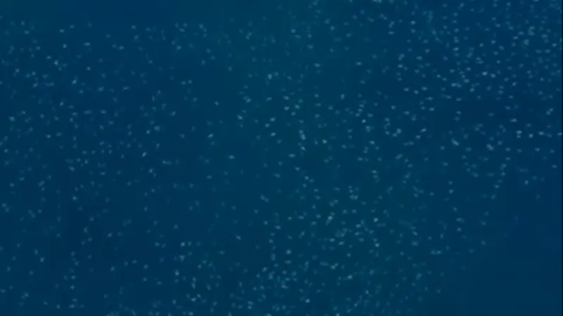 Tubarões, golfinhos e sardinhas são flagrados na Baía da Ilha Grande; veja o vídeo