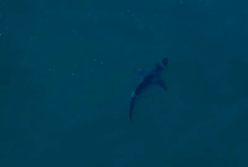 Tubarões retornam à Baía da Ilha Grande para reprodução