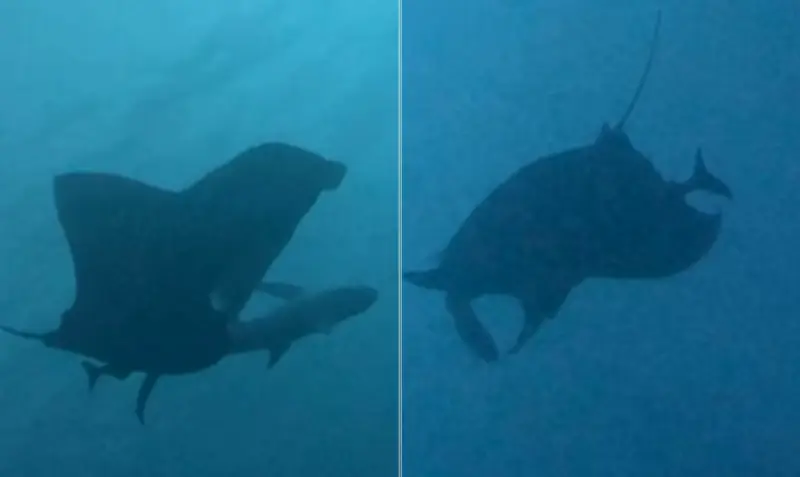 Tubarões usam raias-manta como 'coçadores' para remover parasitas no México