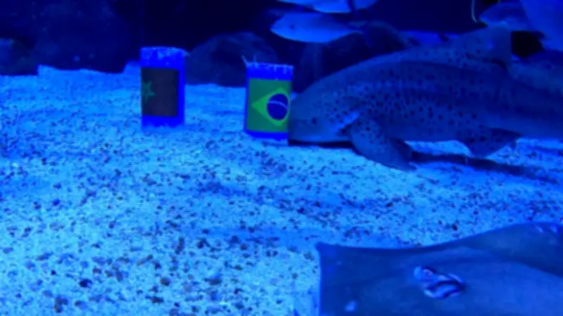 Tubarão do AquaRio 'prevê' vitória do Brasil sobre Marrocos na Copa do Mundo