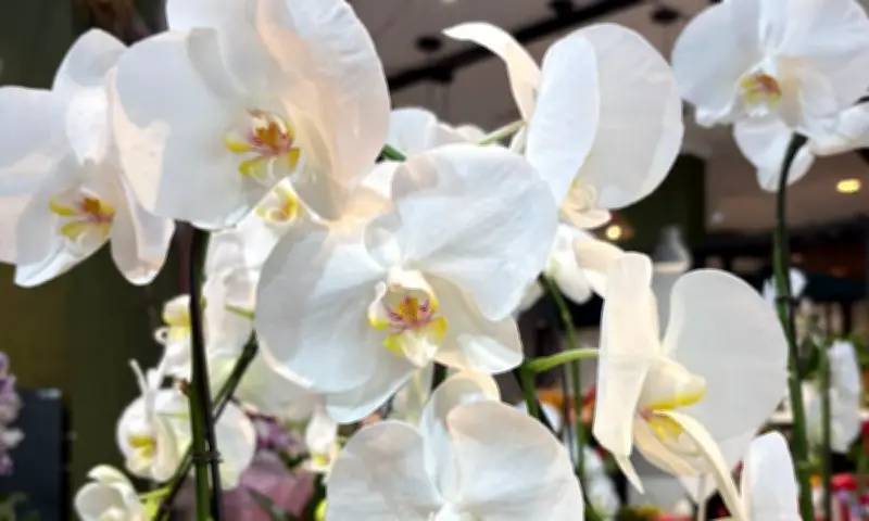 Tulipas, lírios e orquídeas ganham espaço no Dia dos Namorados em Manaus