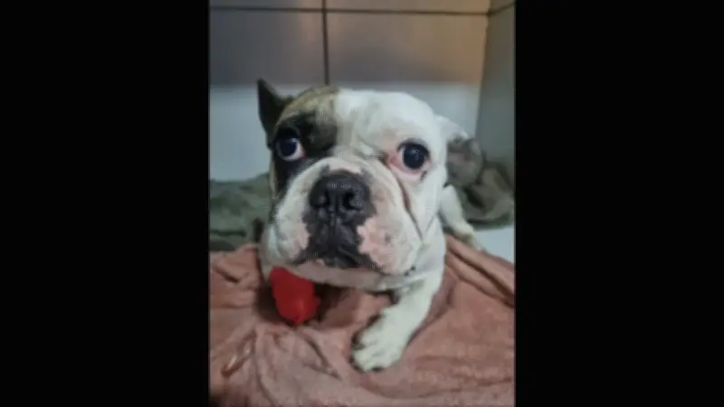 Tutor de cão baleado por PM presta depoimento e classifica caso como barbárie