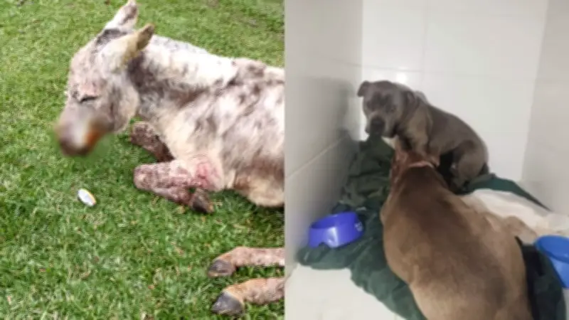 Tutor flagra burro de estimação após ataque de pitbulls em SC