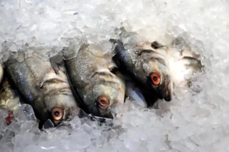 UE avalia retomada de exportações de pescados brasileiros após 8 anos