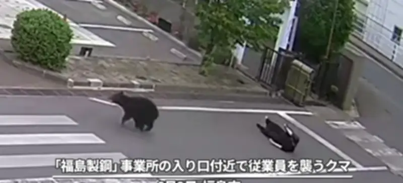 Urso invade área residencial e ataca quatro pessoas no Japão