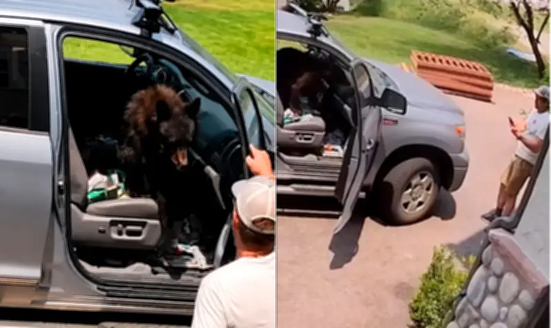 Urso-negro invade caminhonete e ocupa banco do passageiro no Colorado