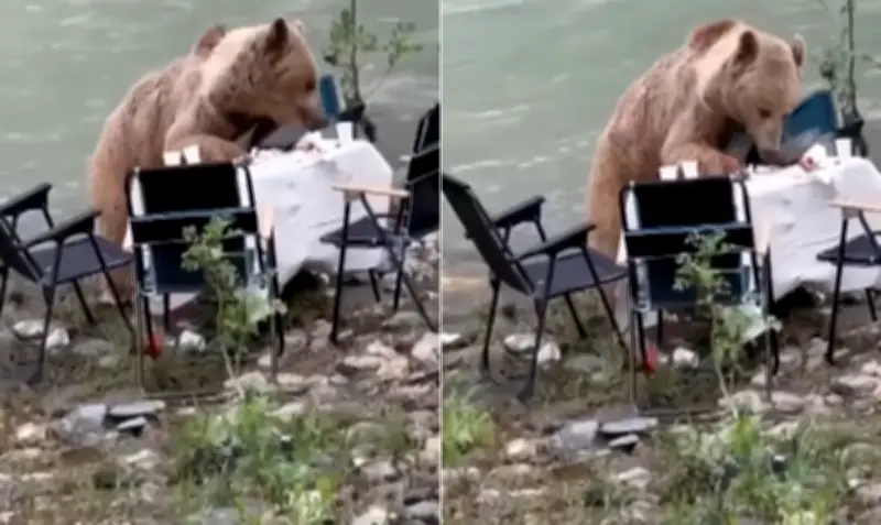 Urso-pardo invade piquenique na Turquia e come alimentos de visitantes