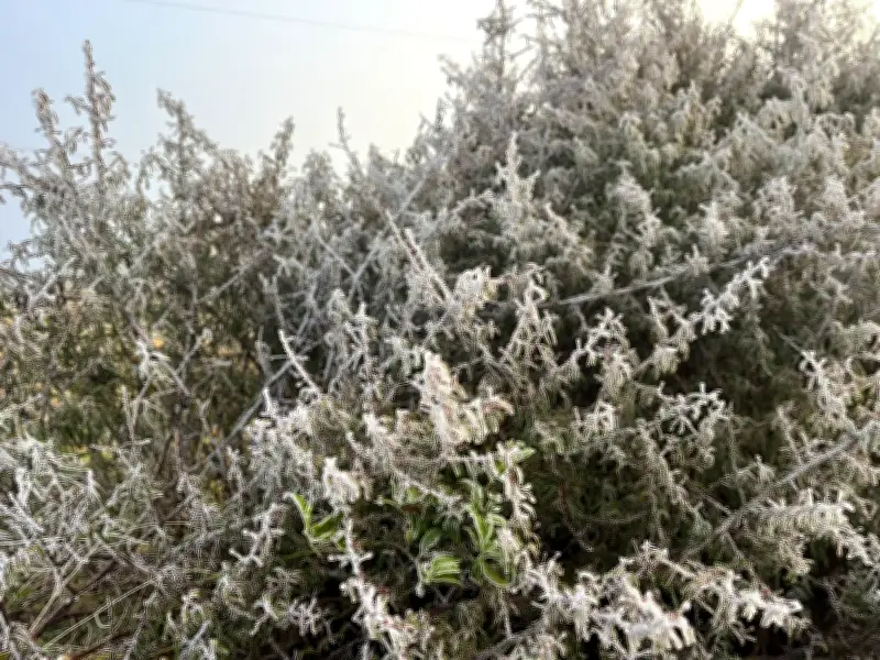 Urupema amanhece com -1,4°C e sincelo na Capital Nacional do Frio