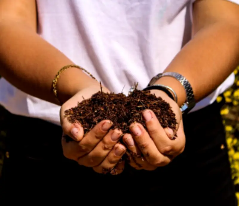 Usina verde transforma alimentos desperdiçados em adubo em Campinas