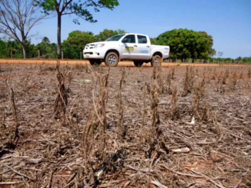 Vazio sanitário da soja começa em Rondônia para combater ferrugem asiática