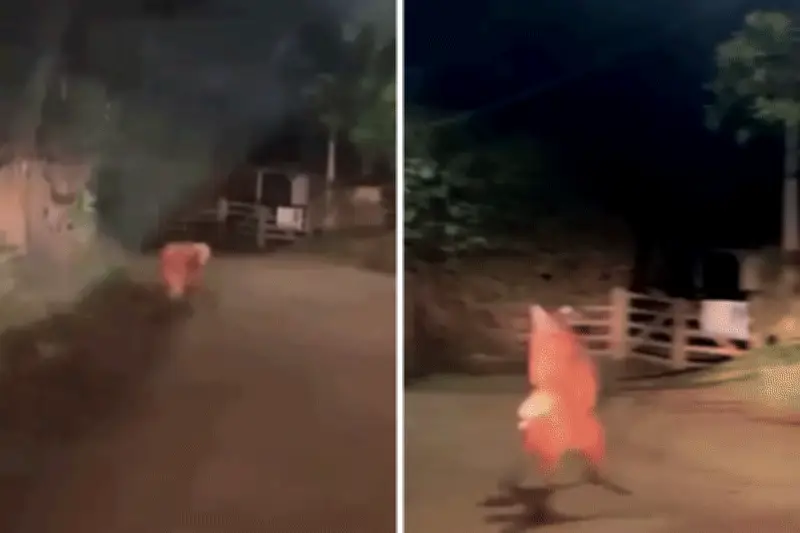 Vídeo flagra lobos-guará brigando por território em estrada no interior de SP