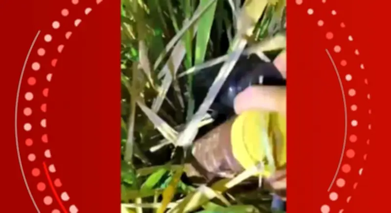 Vídeo mostra apreensão de cocaína em pasto em Resplendor; três presos