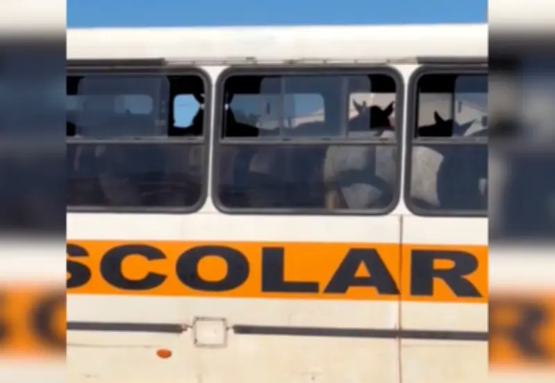 Vídeo mostra cavalos sendo transportados dentro de ônibus escolar em TO