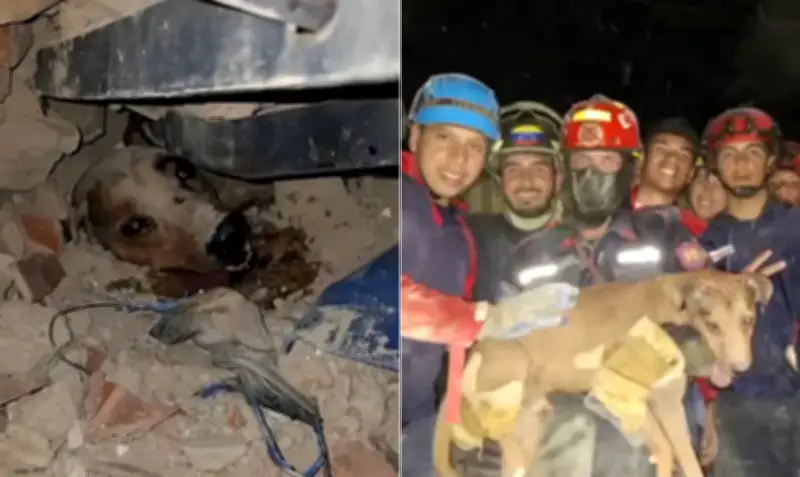 Vídeo mostra resgate de cachorro nos escombros na Venezuela
