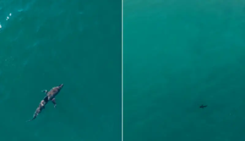 Vídeo mostra tubarão de 3,5m antes de ataque em Sydney