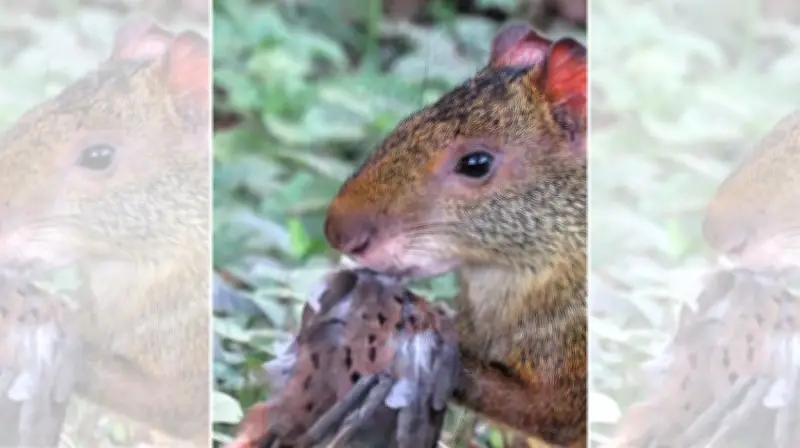 Vídeo raro mostra cutia comendo rolinha-roxa em Cuiabá