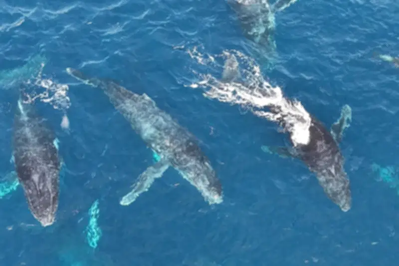 Vídeo raro mostra grupo de 40 baleias-jubarte e golfinhos em Ilhabela