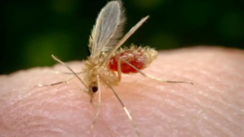 Vigilância confirma primeiro caso de leishmaniose humana em Prudente em 2026