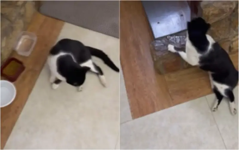Vizinho atira em gato e deixa animal paraplégico em Lambari (MG)