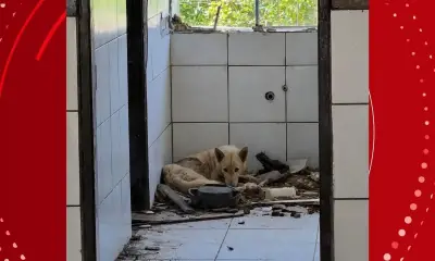 Adolescente é apreendido por maus-tratos a cães em escola desativada na Bahia