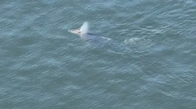 Baleia jubarte juvenil é flagrada na Baía de Guanabara