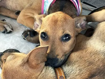 Belém Animal Itinerante leva saúde gratuita para pets em Icoaraci