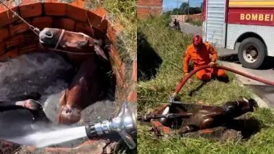 Bombeiros resgatam cavalo preso em fossa em Chapadinha